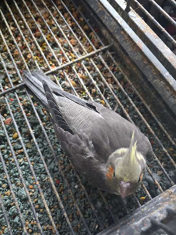 cockatiel-for-sale-in-hudson-ma