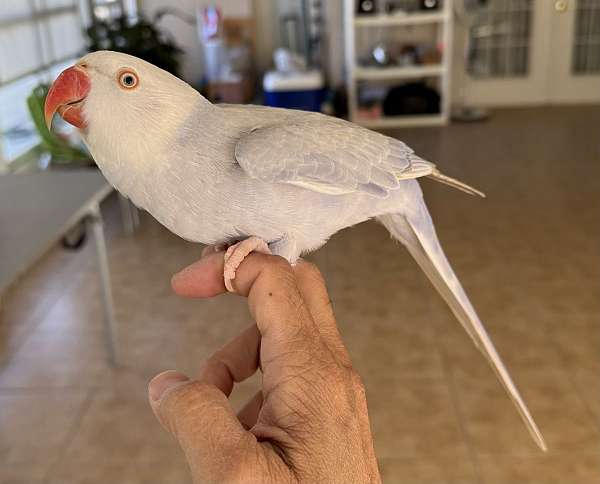 parrot-for-sale