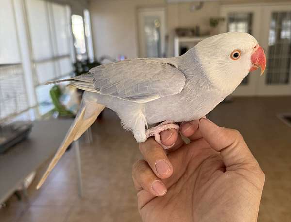 parrot-for-sale-in-orlando-fl