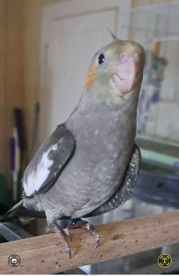 cockatiel-for-sale