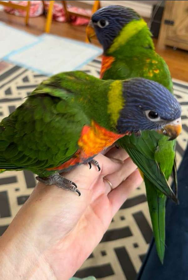 male-female-bird-for-sale-in-yucaipa-ca