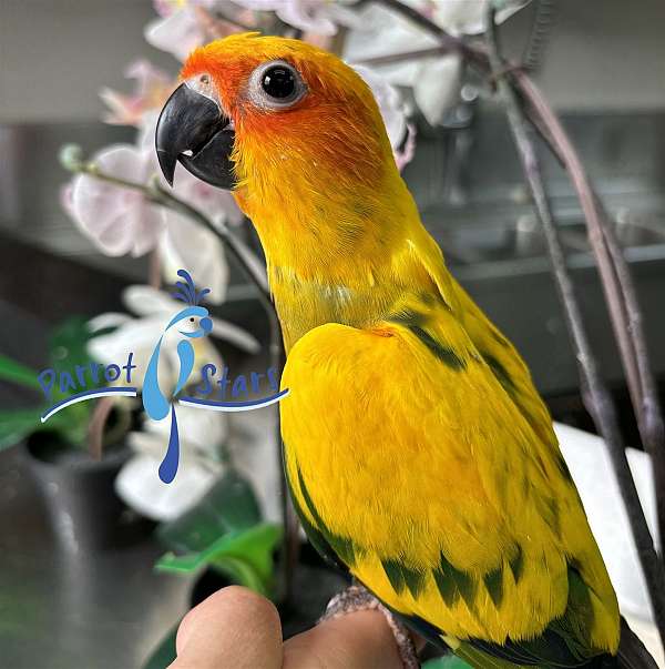 sun-conure-for-sale