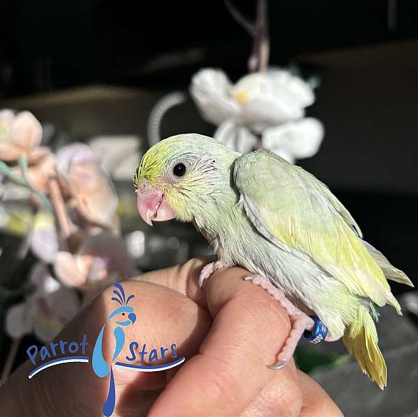 pacific-parrotlet-for-sale