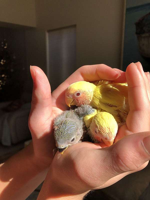 peach-bird-for-sale-in-san-bernardino-ca