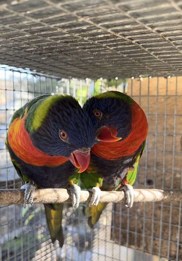 rainbow-lory-for-sale