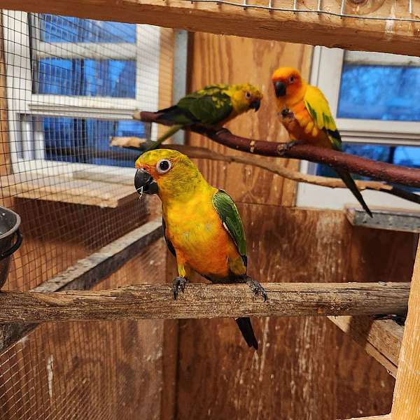 conure-for-sale-in-streamwood-il