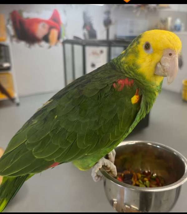 amazon-parrot-for-sale-in-delray-beach-fl