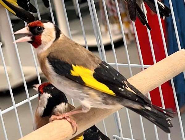 finch-for-sale