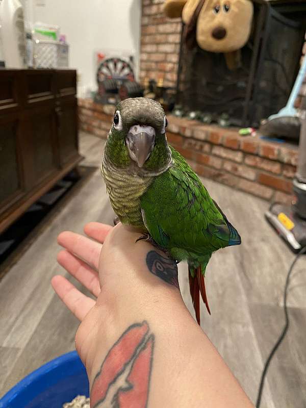 green-cheek-conure-for-sale