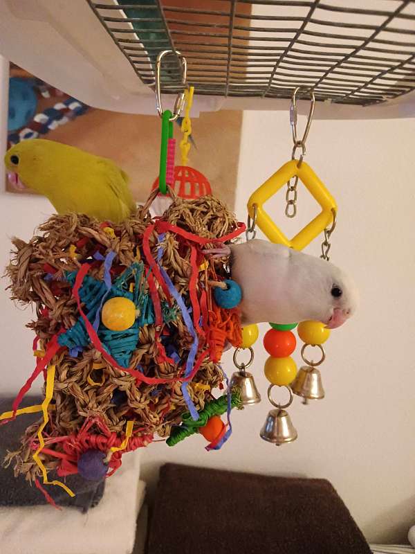 parrotlet-for-sale