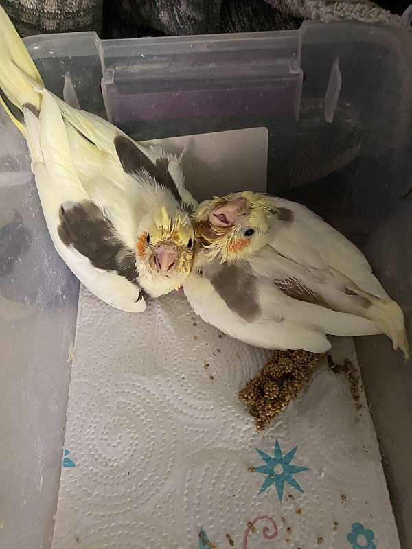 cockatiel-for-sale