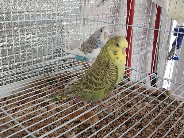 budgerigar-parakeet-for-sale