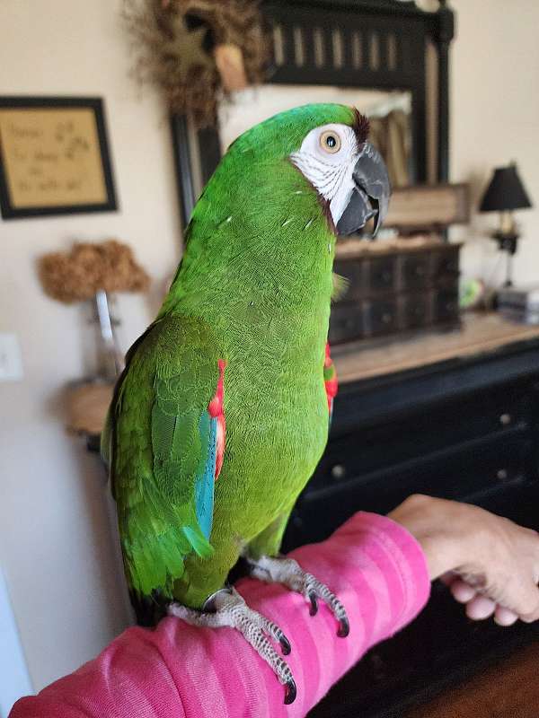 severe-macaw-for-sale-in-center-valley-pa