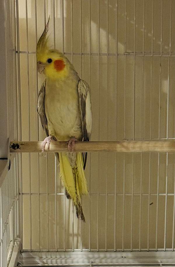 pearl-bird-for-sale-in-clarksburg-md