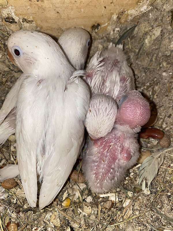 lovebird-for-sale-in-silver-spring-md