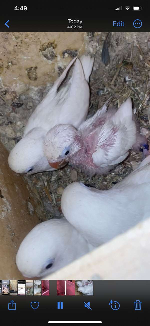 lovebird-for-sale-in-silver-spring-md