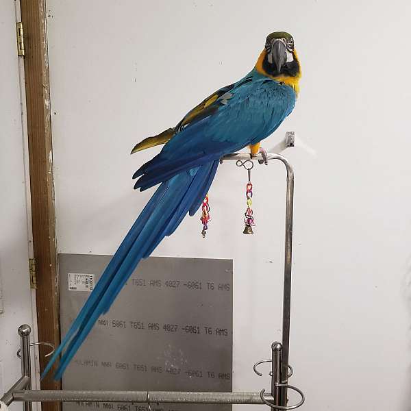 blue-gold-bird-for-sale-in-allegan-mi