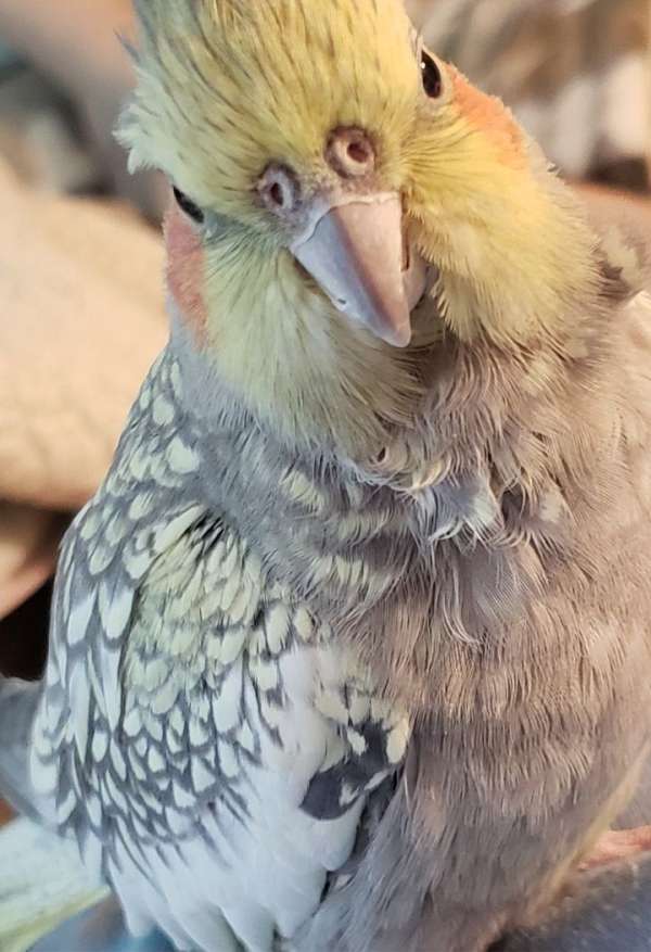 cockatiel-for-sale-in-coeur-d-alene-id