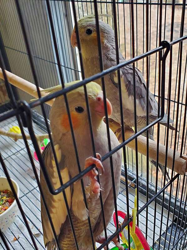 cockatiel-for-sale