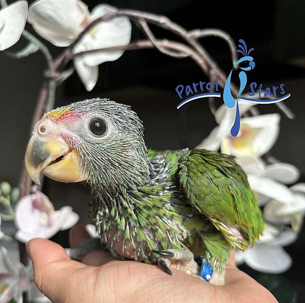 white-front-amazon-parrot-for-sale