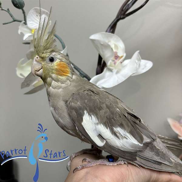 cockatiel-for-sale