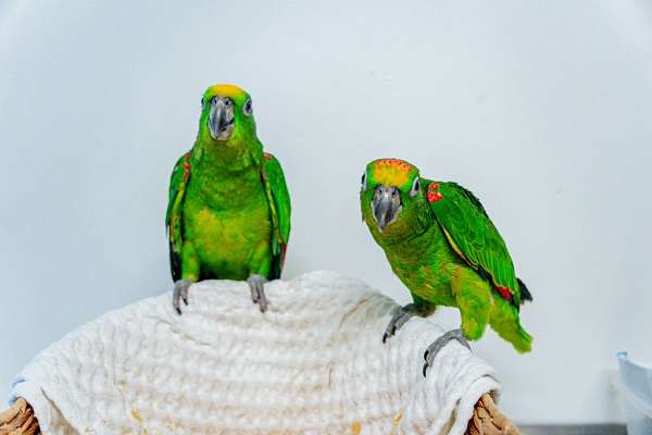 yellow-crown-amazon-parrot-for-sale-in-chesaning-mi