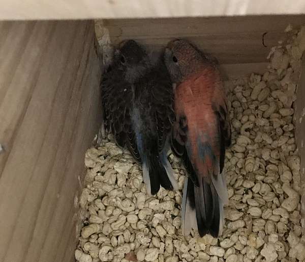 bourke-parakeet-for-sale-in-walnut-creek-ca