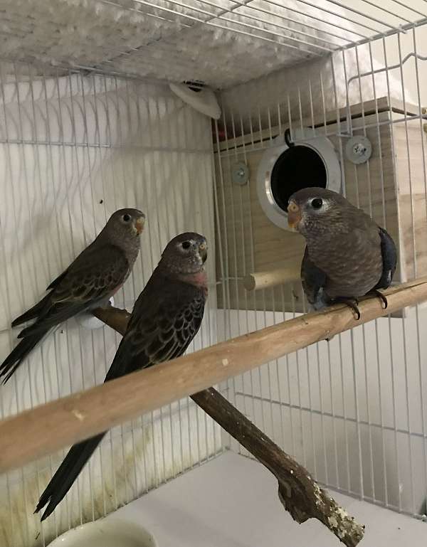 bourke-parakeet-for-sale-in-walnut-creek-ca