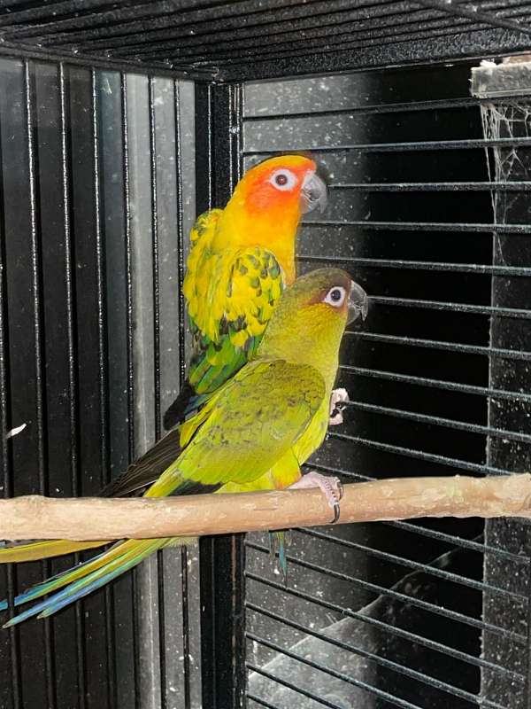 conure-for-sale