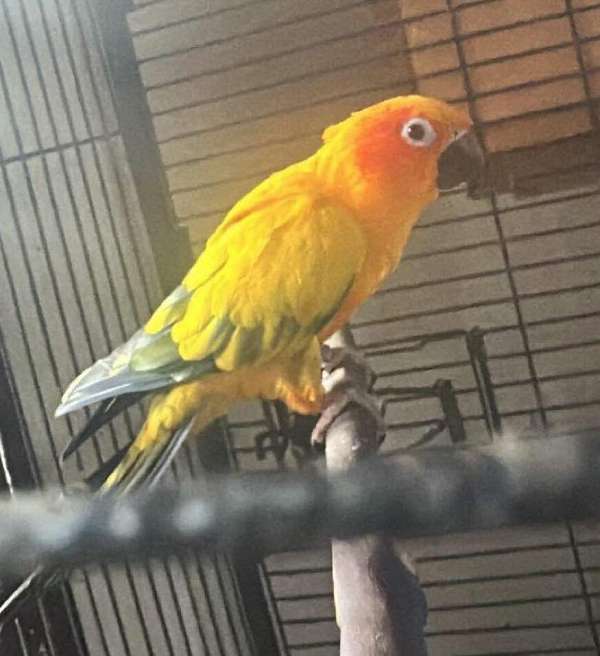 conure-for-sale