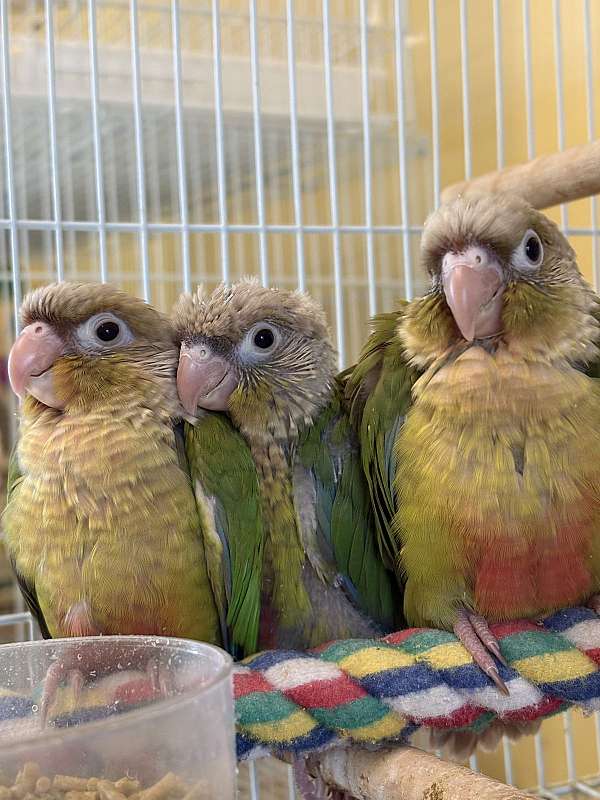 green-cheek-conure-for-sale