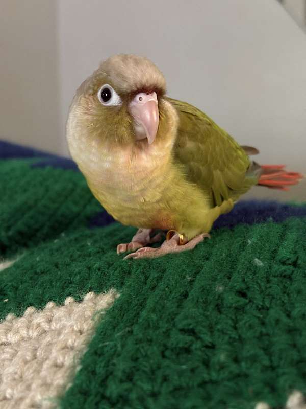 green-cheek-conure-for-sale