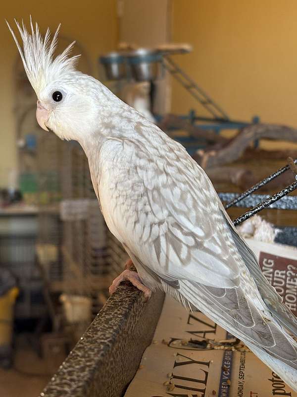 cockatiel-for-sale-in-greenfld-ctr-ny