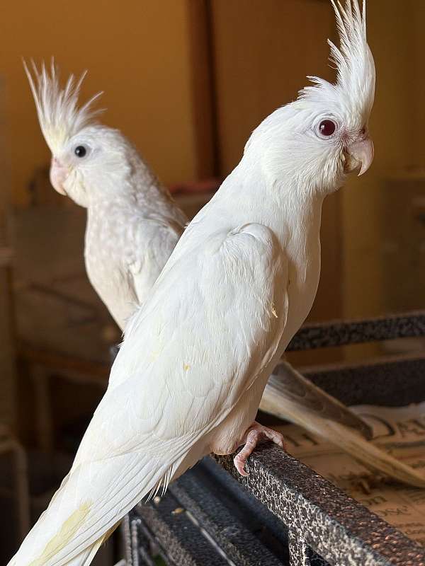 cockatiel-for-sale