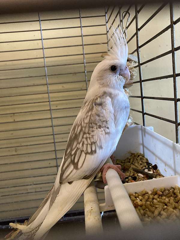 baby-cockatiel-for-sale