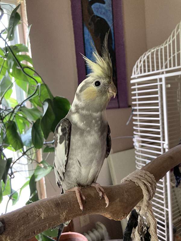 baby-cockatiel-for-sale