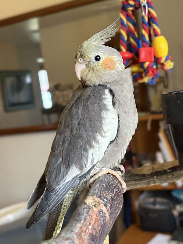 cockatiel-for-sale-in-greenfld-ctr-ny