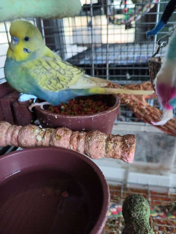 parakeet-for-sale