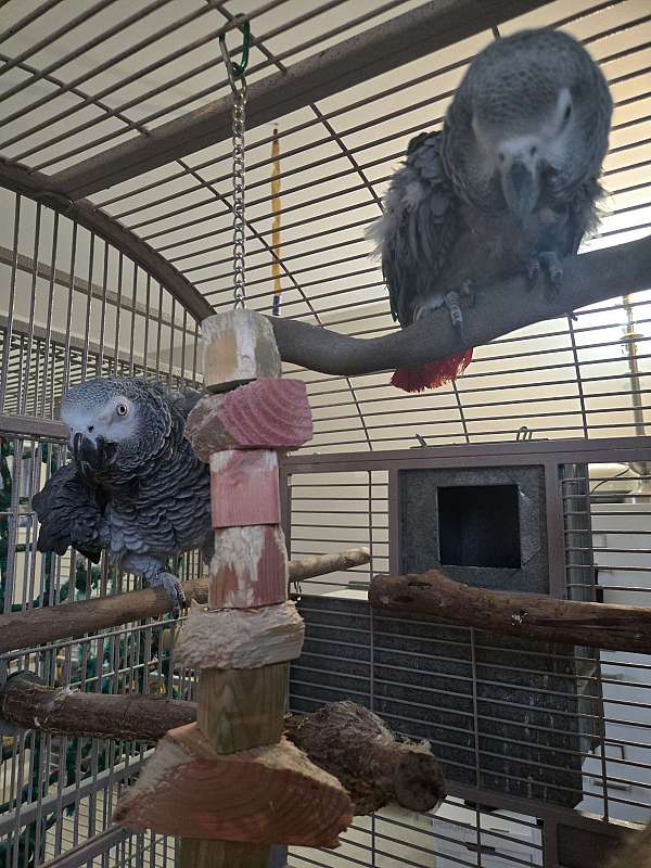 male-female-bird-for-sale-in-terre-haute-in