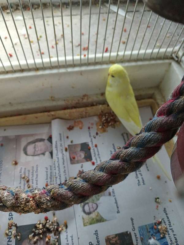 parakeet-for-sale