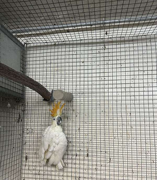 citron-crested-cockatoo-for-sale-in-dumfries-va