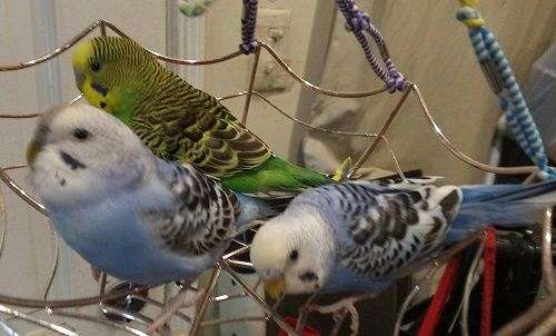 blue-green-bird-for-sale-in-rosemead-ca