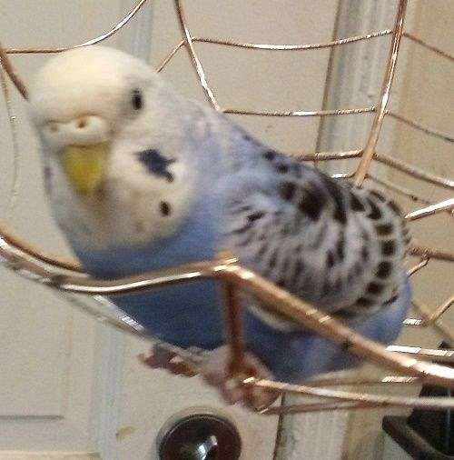 budgerigar-parakeet-for-sale