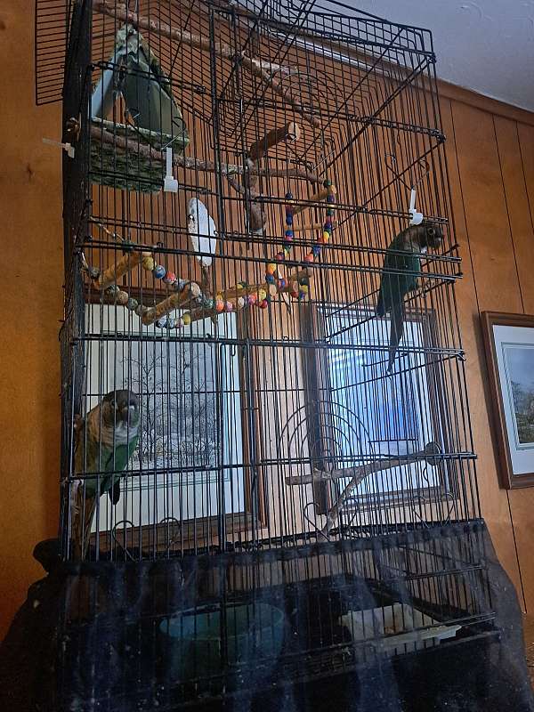 conure-for-sale