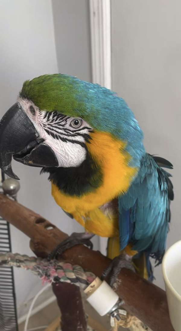 blue-gold-macaw-for-sale