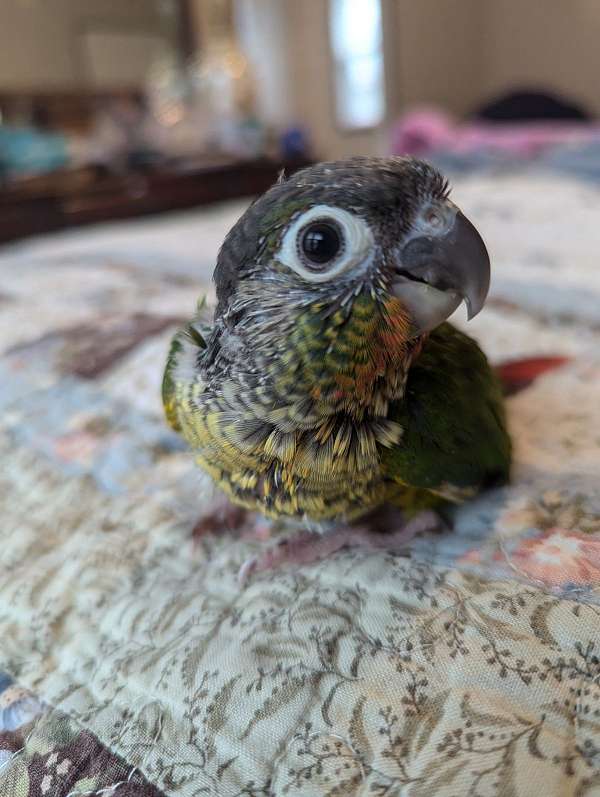 green-cheek-conure-for-sale-in-mt-washington-ky