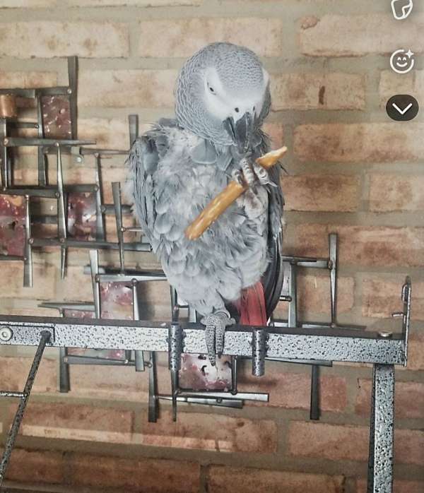 african-grey-parrot-parrot-for-sale-in-maryland