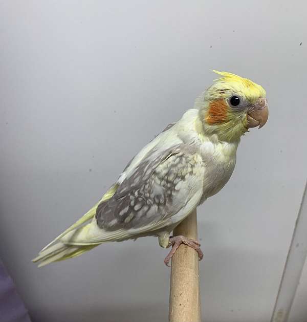 cockatiel-for-sale