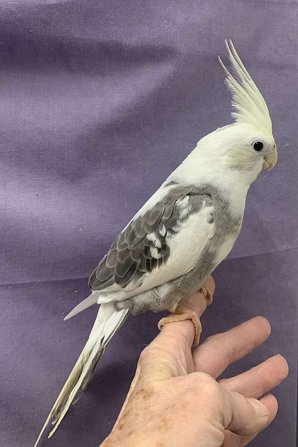 cockatiel-for-sale