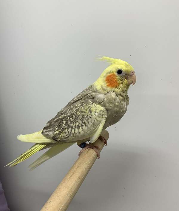 cockatiel-for-sale